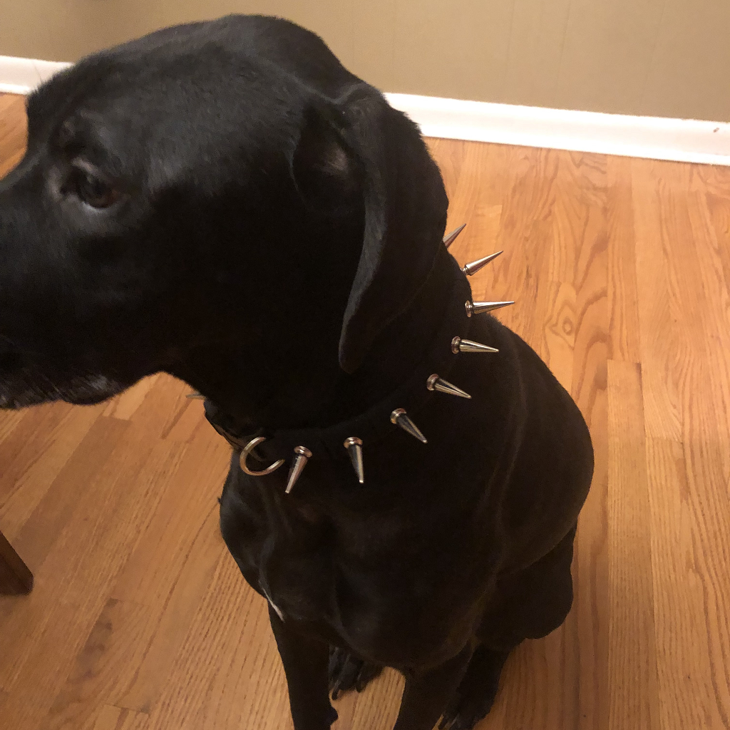 CoyoteCollar – Protective Dog Collar – alternate view 6