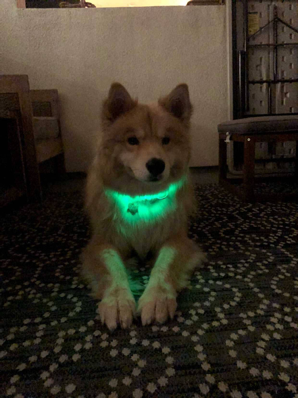 LED Dog Collar: Green – alternate view 18