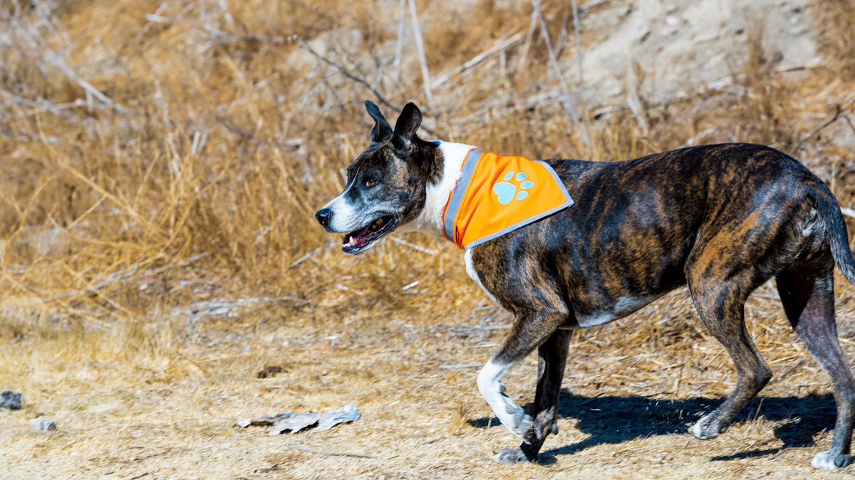 Reflective Dog Bandana Hi-Vis Blaze Orange X-Large – photo 4 of 5