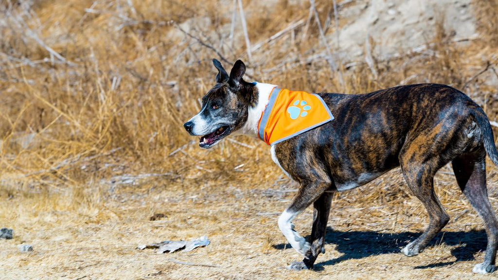 Reflective Dog Bandana Hi-Vis Blaze Orange Medium – photo 4 of 5