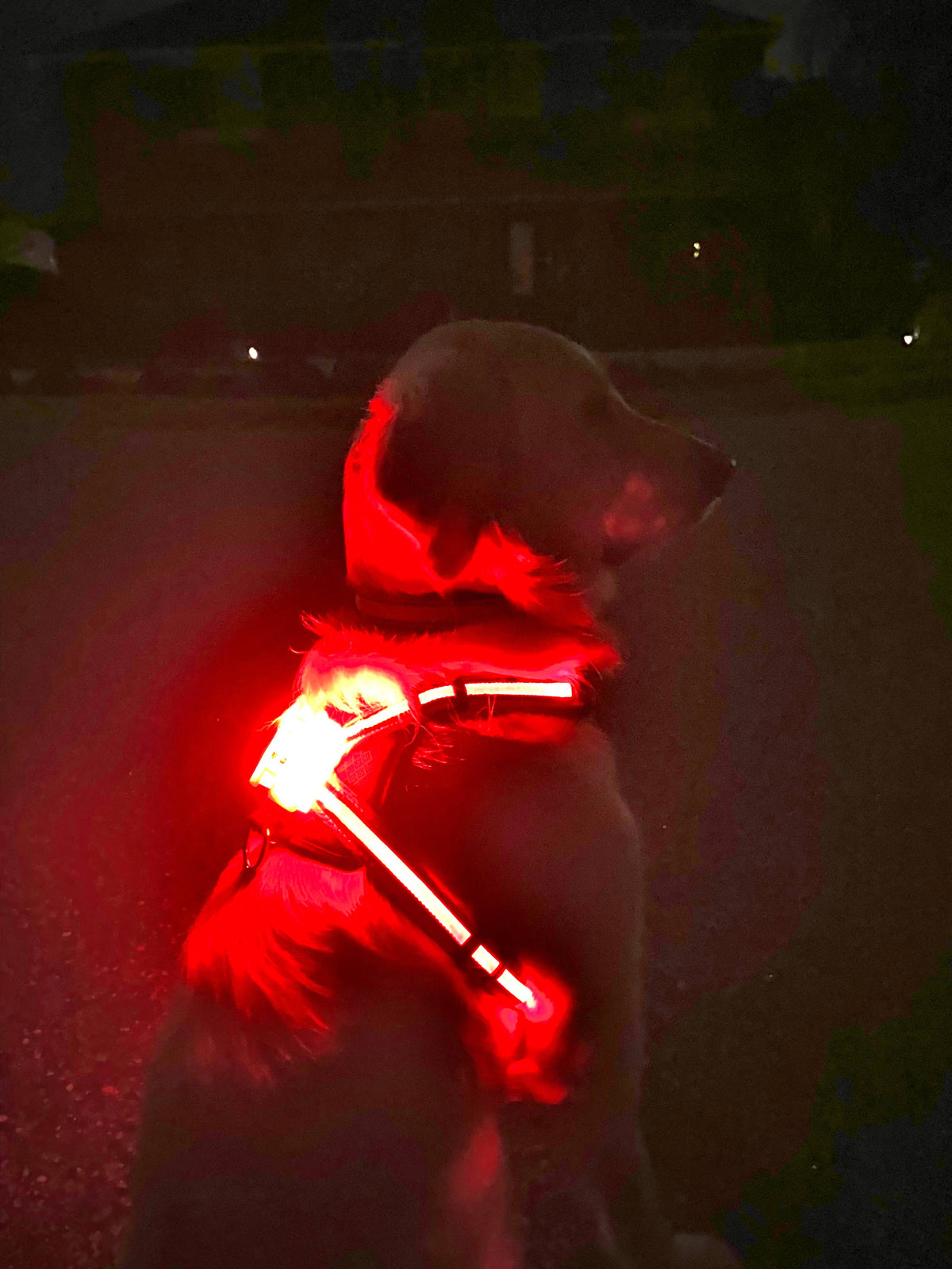 LED Dog Harness – alternate view 3