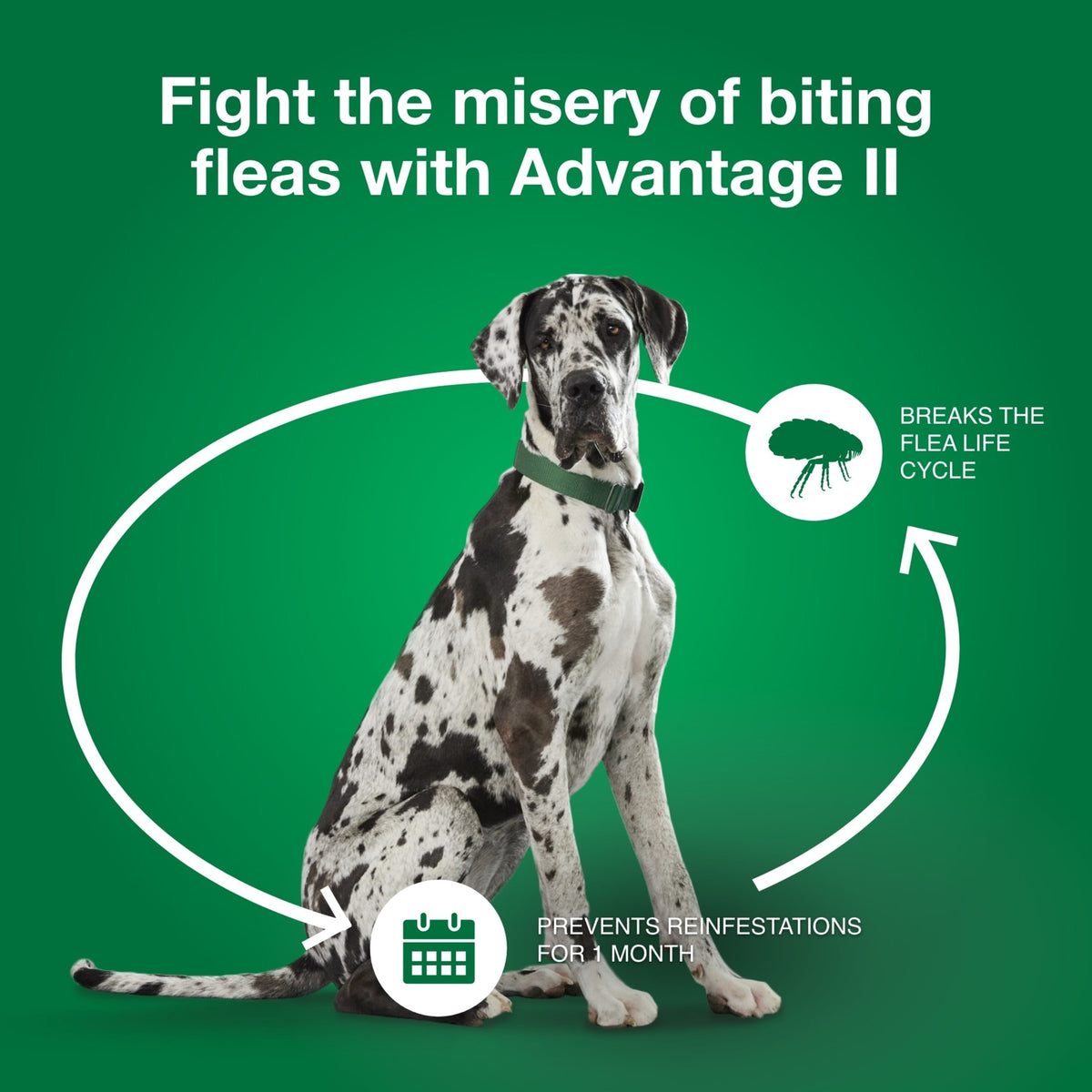 Vet-Recommended Flea Prevention for XL Dogs 55 Lbs 6-Monthly Treatment, detail view