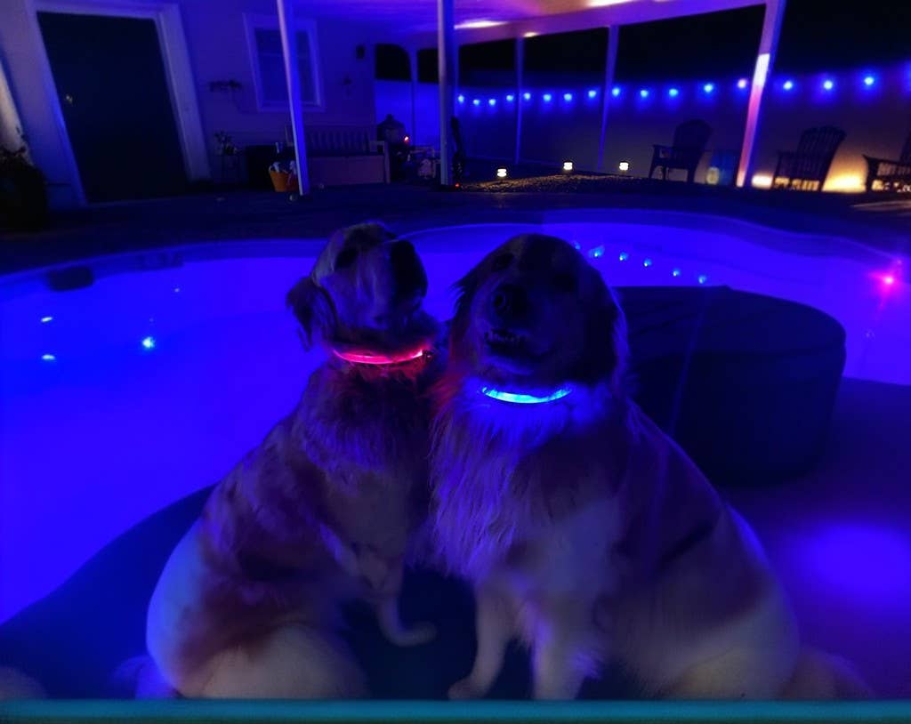 LED Dog Collar: Red – alternate view 8