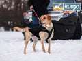 Waterproof North Country Dog Coat with LED Safety Light – photo 1 of 5