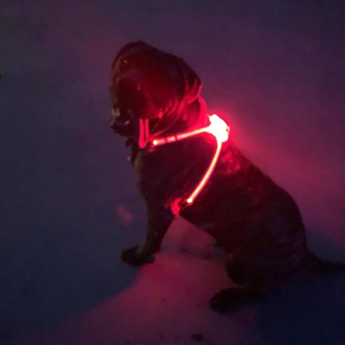 LED Dog Harness – alternate view 9