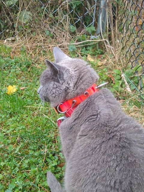 CoyoteCollar – Protective Dog Collar – alternate view 7