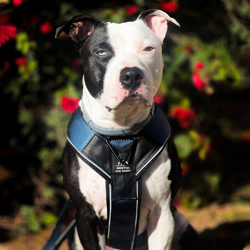 Bestia Dog Sport GripPro heavy duty dog harness, reinforced nylon stitching