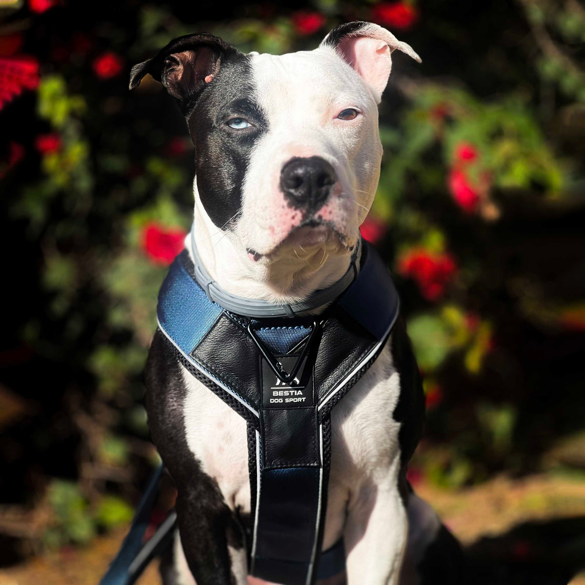 Bestia Dog Sport GripPro heavy duty dog harness, reinforced nylon stitching
