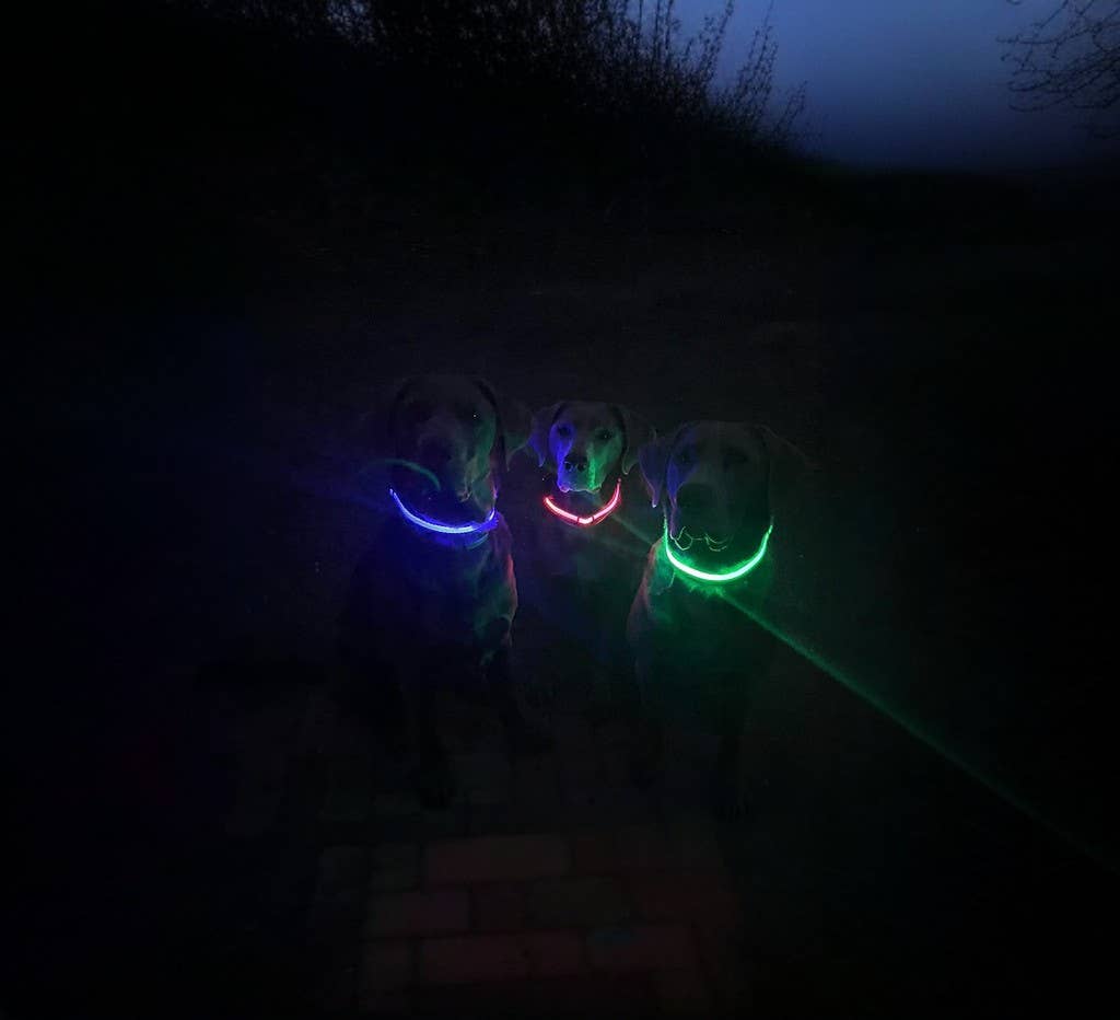 LED Dog Collar: Red – alternate view 6