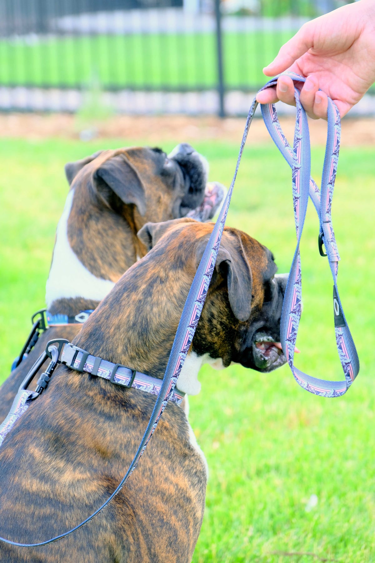Outdoor Style Nylon Step-In Dog Harness – alternate view 4