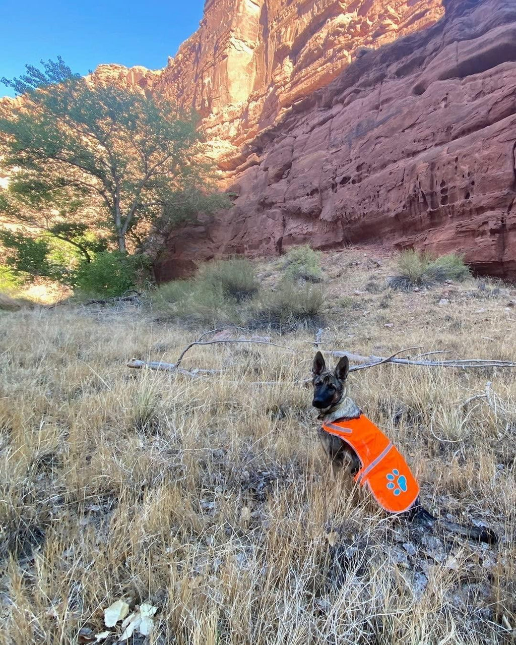 SafetyPUP Reflective Dog Vest L Blaze Orange – photo 7 of 8