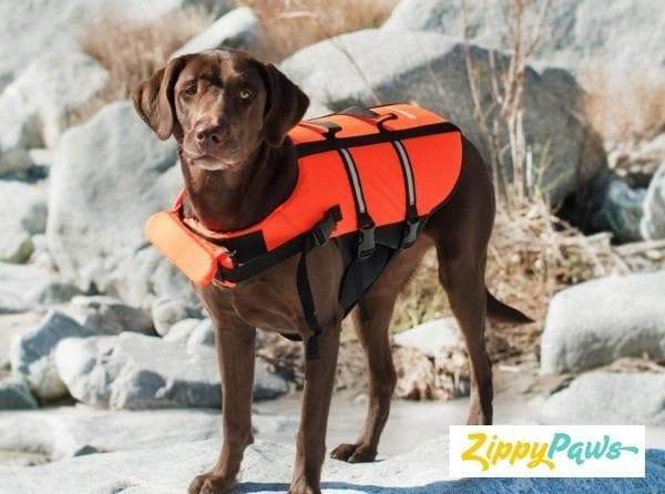 Adventure Dog Life Jacket with Grab Handle – photo 1 of 4