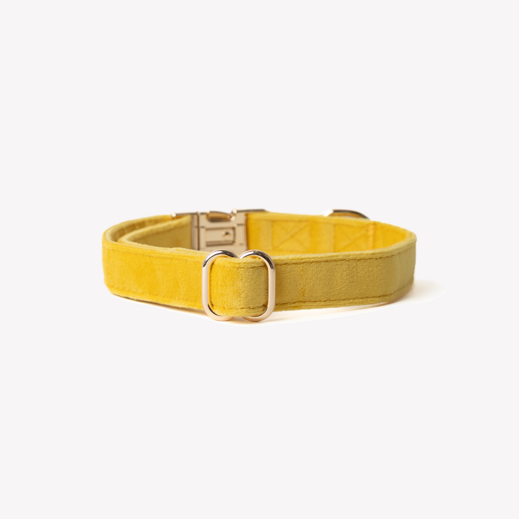 Yellow Velvet Dog Collar, alternate view