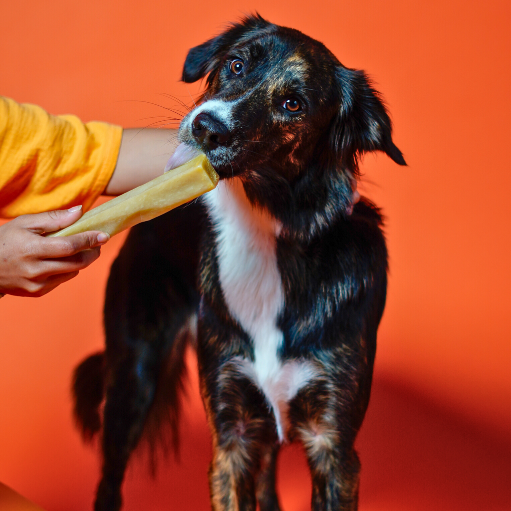 Pumpkin Yak Chews for Dogs – alternate view 2