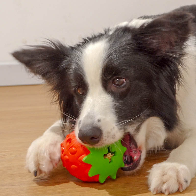 Bite-Resistant Dog Toy Ball – Teeth Cleaning – front view