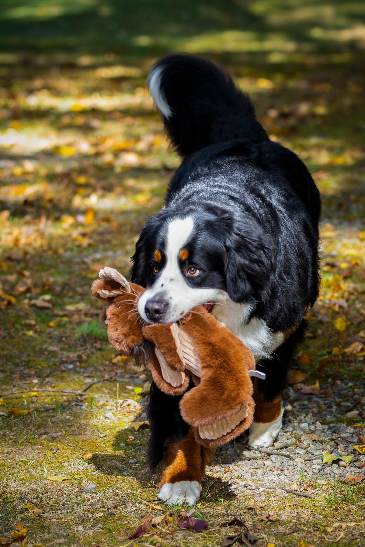 Maple Moose X-Brace Durable Plush Dog Toy, view 9