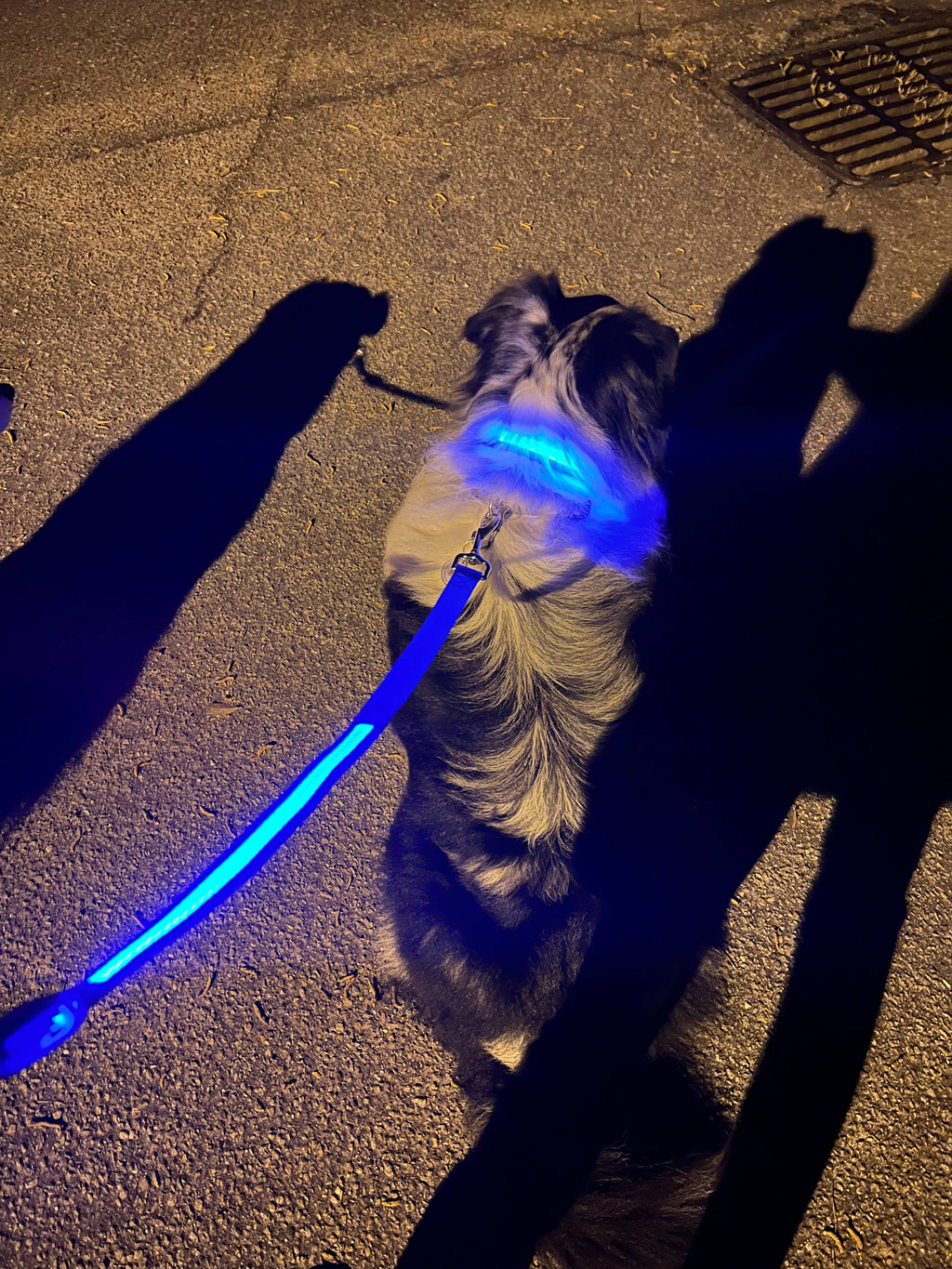 Light Up LED Dog Leash: Blue – alternate view 2