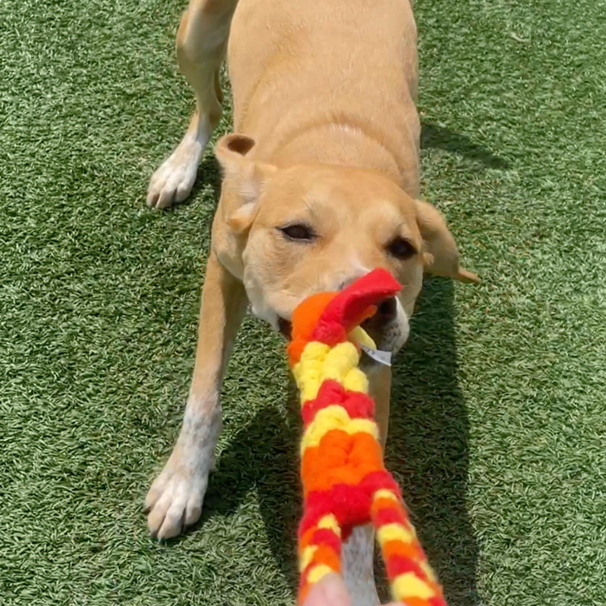 Interactive Fleece Tug Toy for Dogs Orange – photo 8 of 9