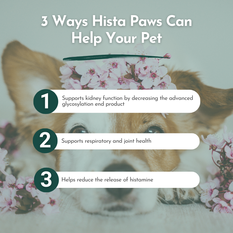 Hista Paws with Quercetin Allergy Support by Dr. Ruth Roberts – photo 8 of 14