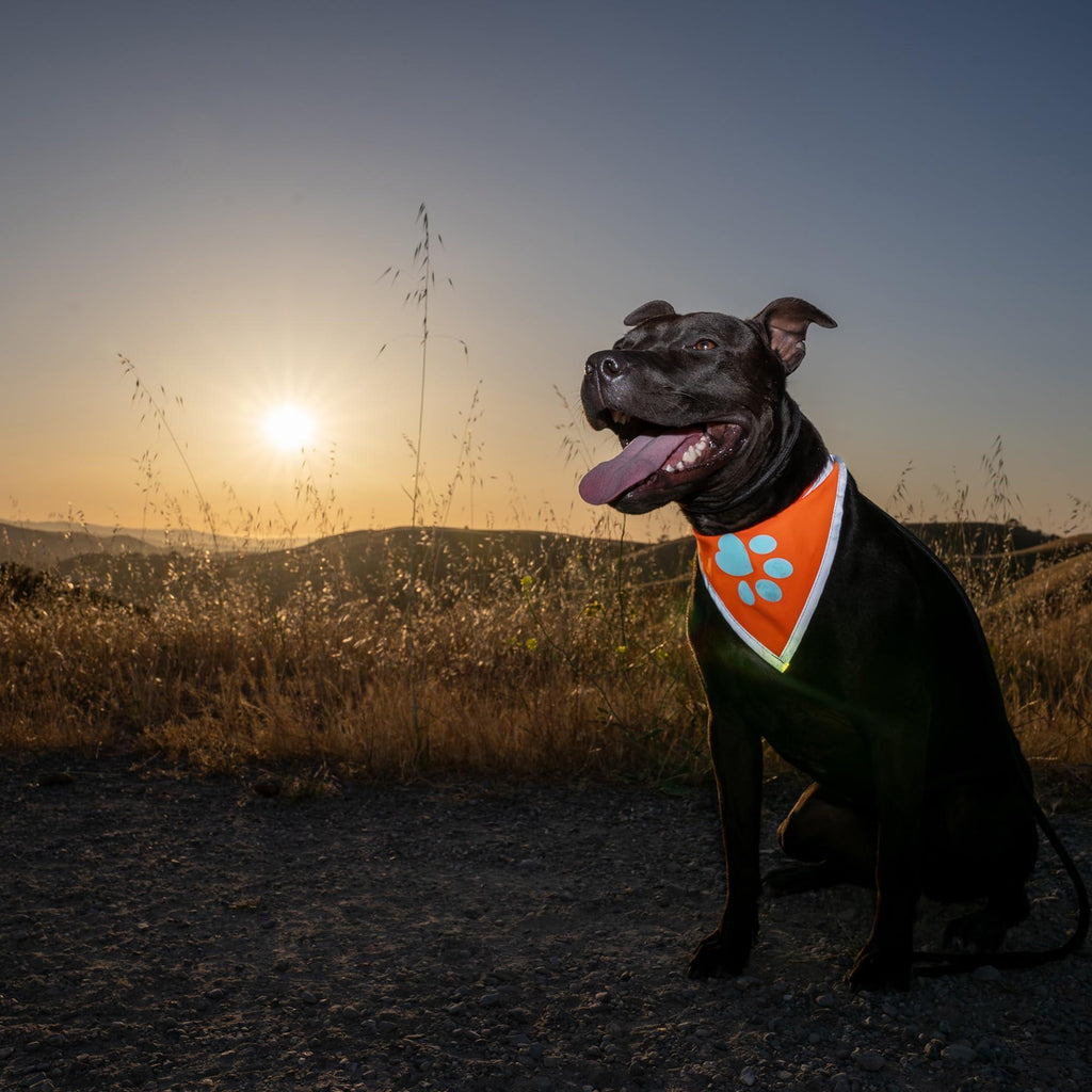 Reflective Dog Bandana Hi-Vis Blaze Orange Small – photo 4 of 6