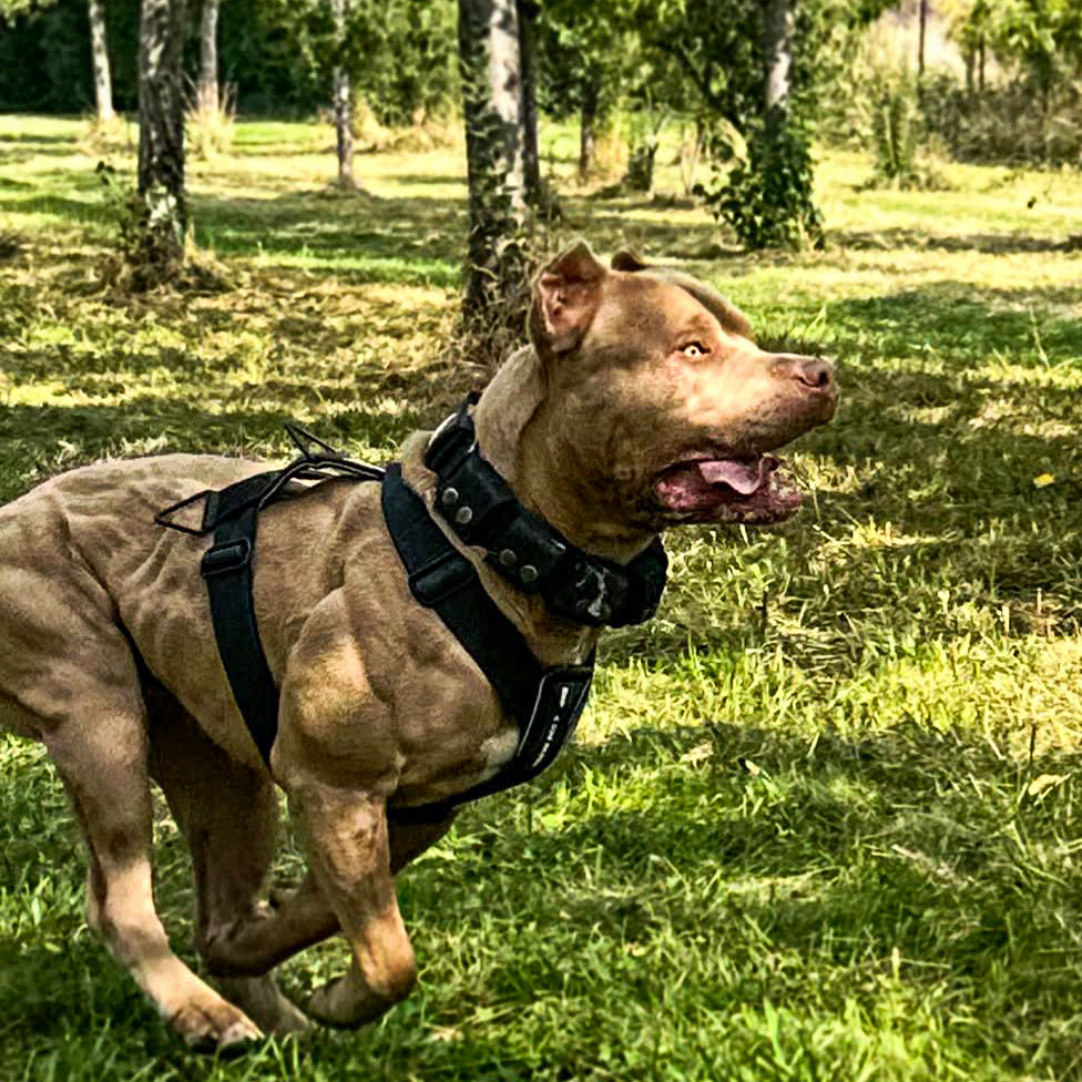 Bestia Dog Sport GripPro basic dog harness, size chart