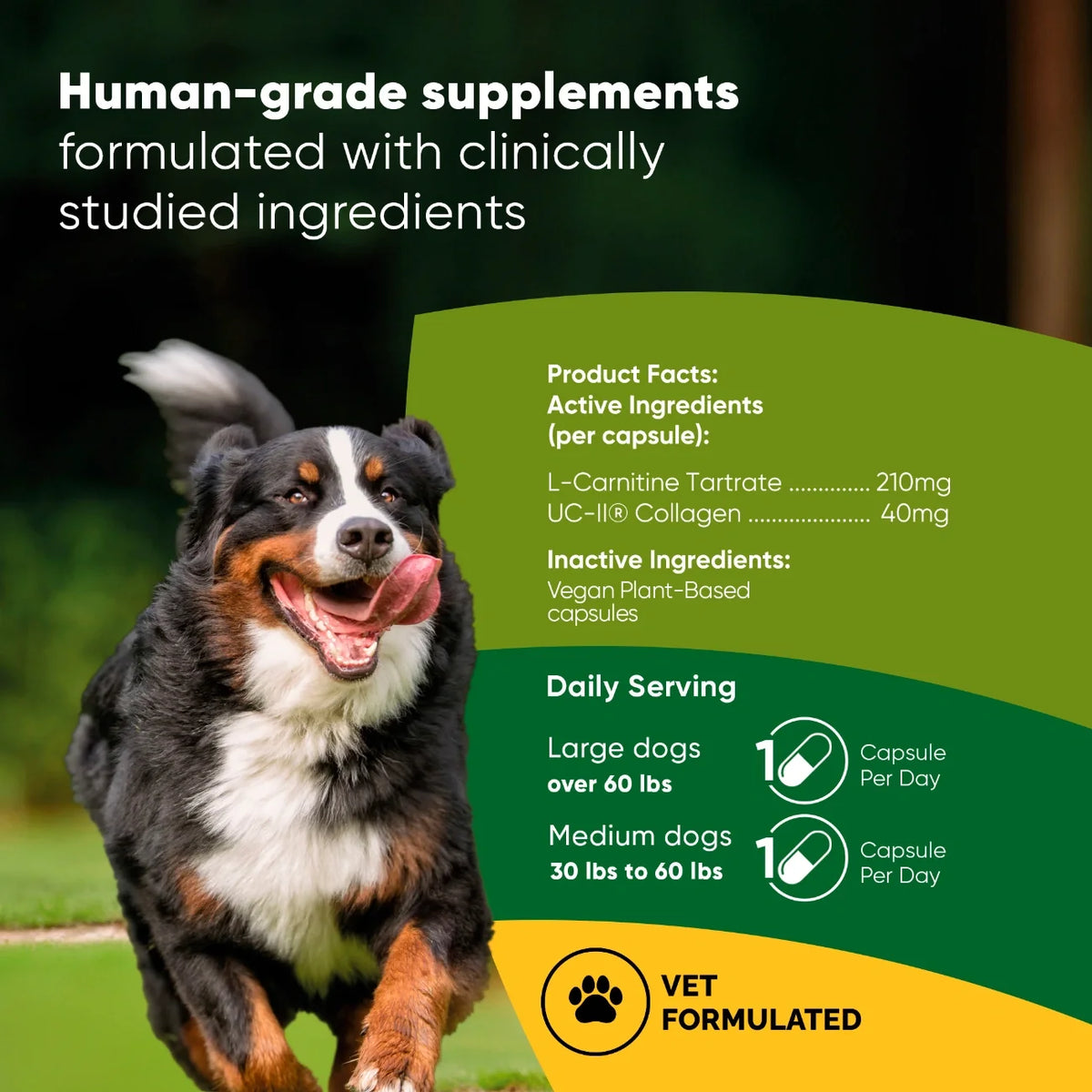 Rooted Owl Joint & Muscle Health capsules with UC-II collagen for medium and large dogs – photo 2 of 9