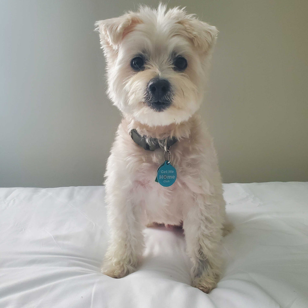 PetHub QR Pet ID Tag – Get Me Home Club – alternate view 3