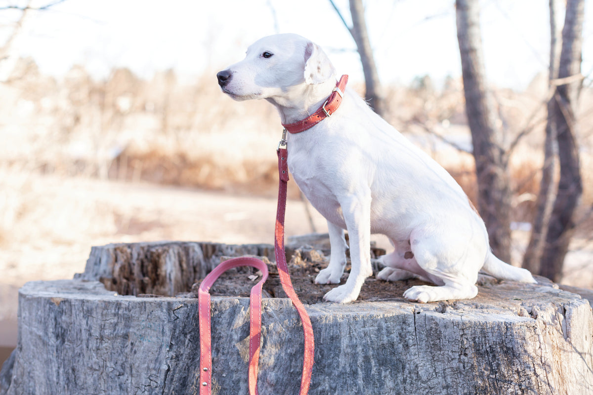 Pro Line Leather Hunting Dog Collar – alternate view 14