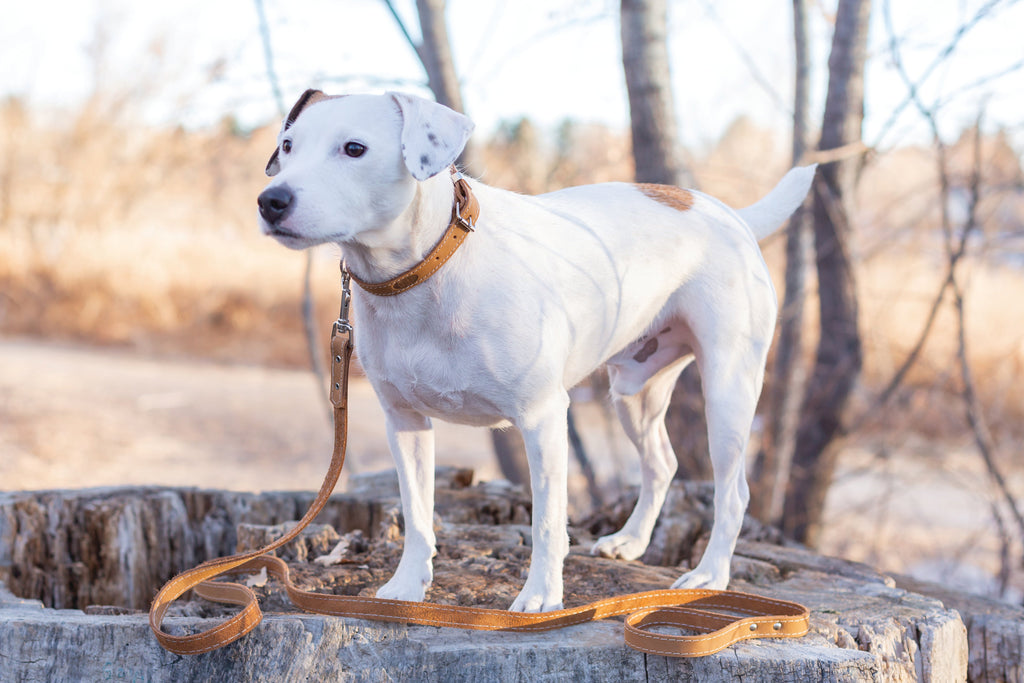 Pro Line Leather Hunting Dog Collar – alternate view 9