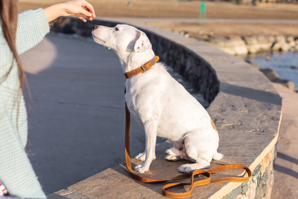 Pro Line Leather Hunting Dog Collar – alternate view 12