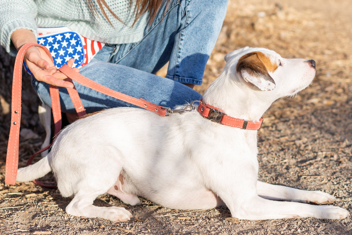 Quick-Release Style Leather Collar and Leash Set – alternate view 7