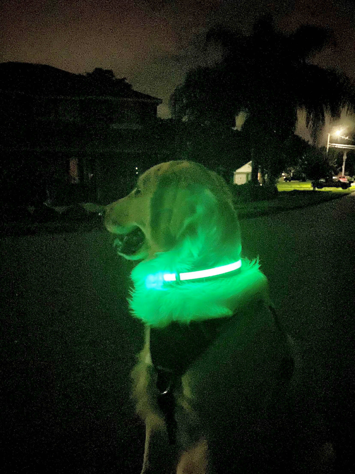 LED Dog Collar: Blue – alternate view 2