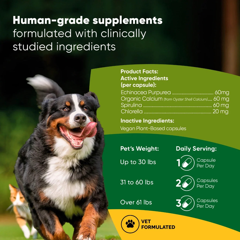Rooted Owl Spirulina and Chlorella supplement capsules – photo 2 of 9