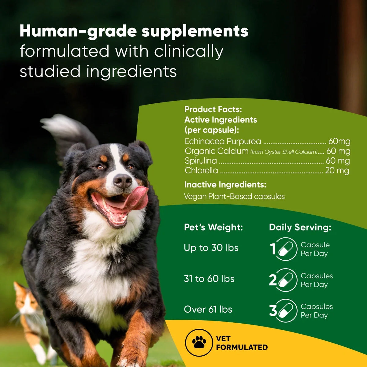 Rooted Owl Spirulina and Chlorella supplement capsules – photo 2 of 9