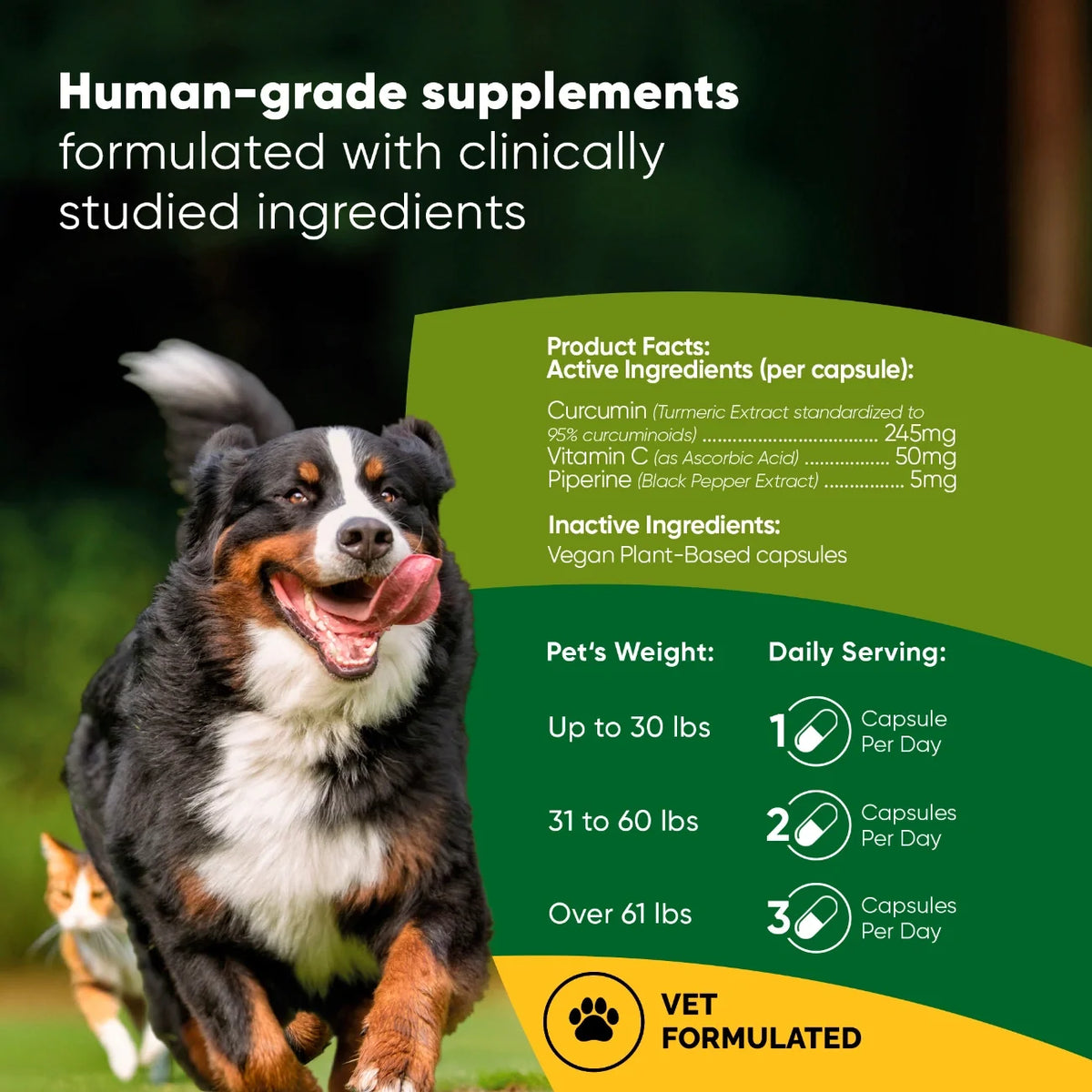 Rooted Owl Turmeric supplement with curcumin and black pepper – photo 2 of 9