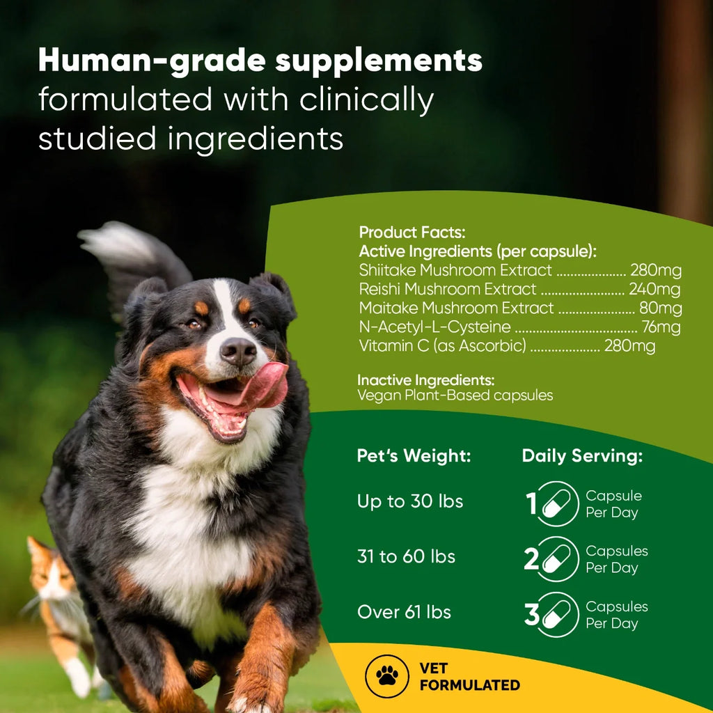 Rooted Owl Natural Immunity mushroom supplement for dogs and cats – photo 2 of 10