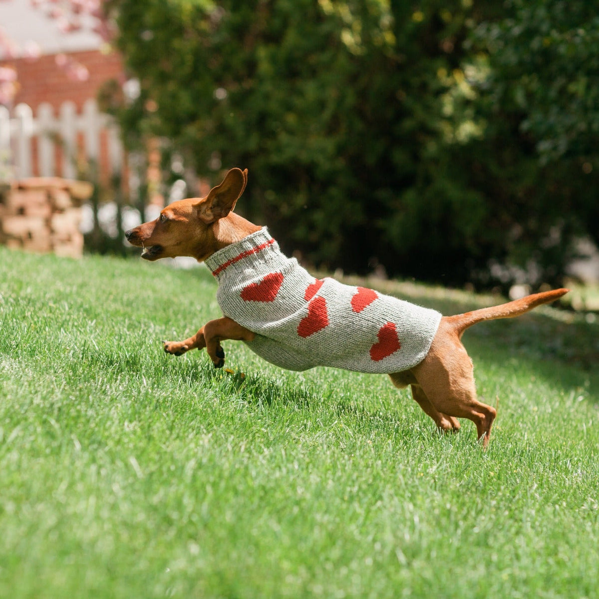 Red Hearts Dog Sweater Natural Grey with Red Hearts – photo 5 of 5