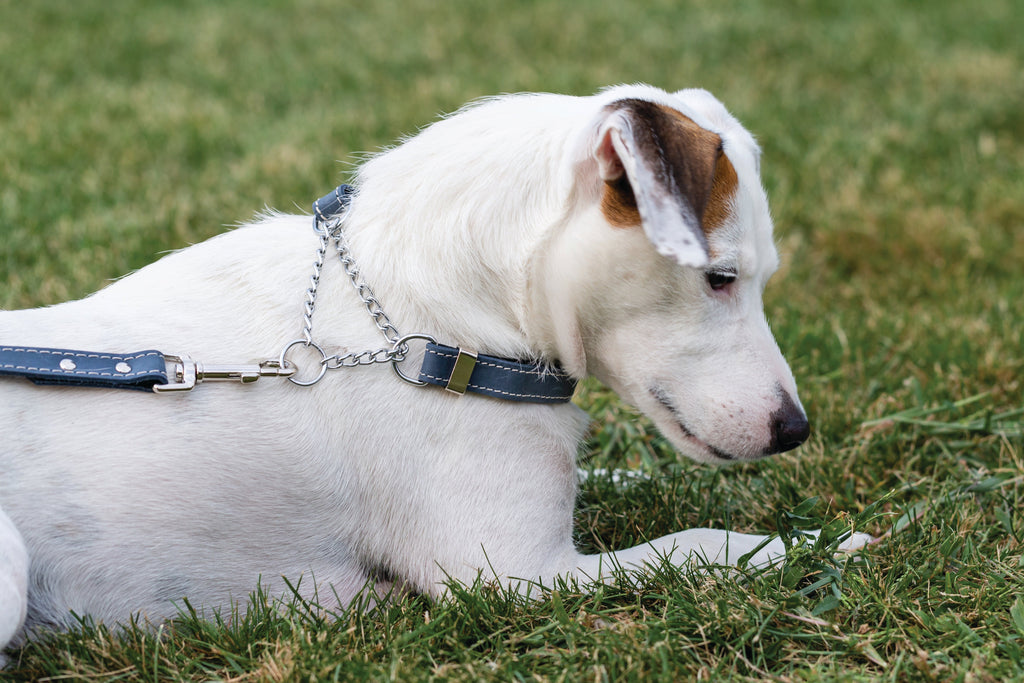Martingale Leather Dog Collar – alternate view 19