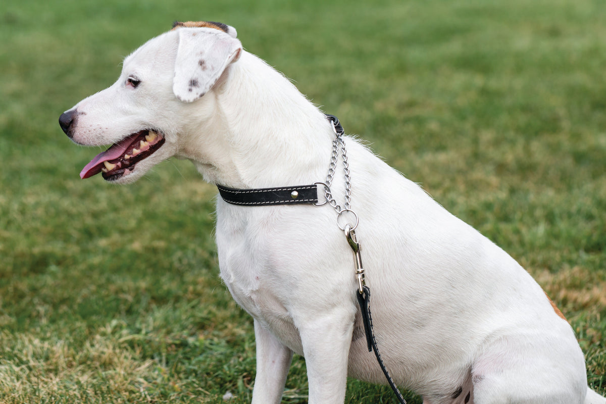 Martingale Leather Dog Collar – alternate view 10