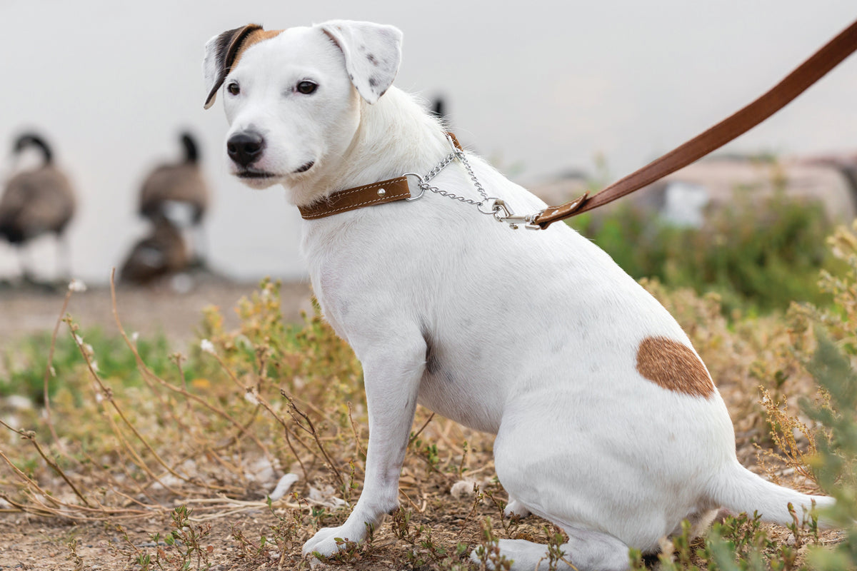 Martingale Leather Dog Collar – alternate view 2