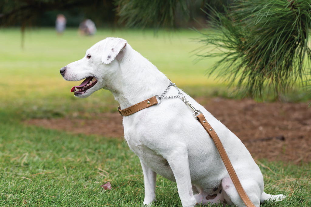 Martingale Leather Dog Collar – alternate view 9