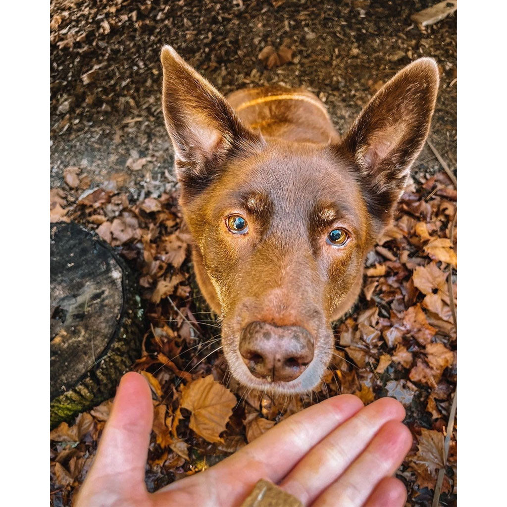 360 Pet Nutrition Bison Liver Freeze-Dried Raw Dog Treats – photo 7 of 8