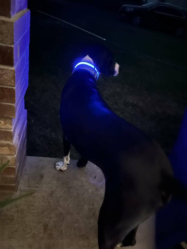 LED Dog Collar: Green – alternate view 19