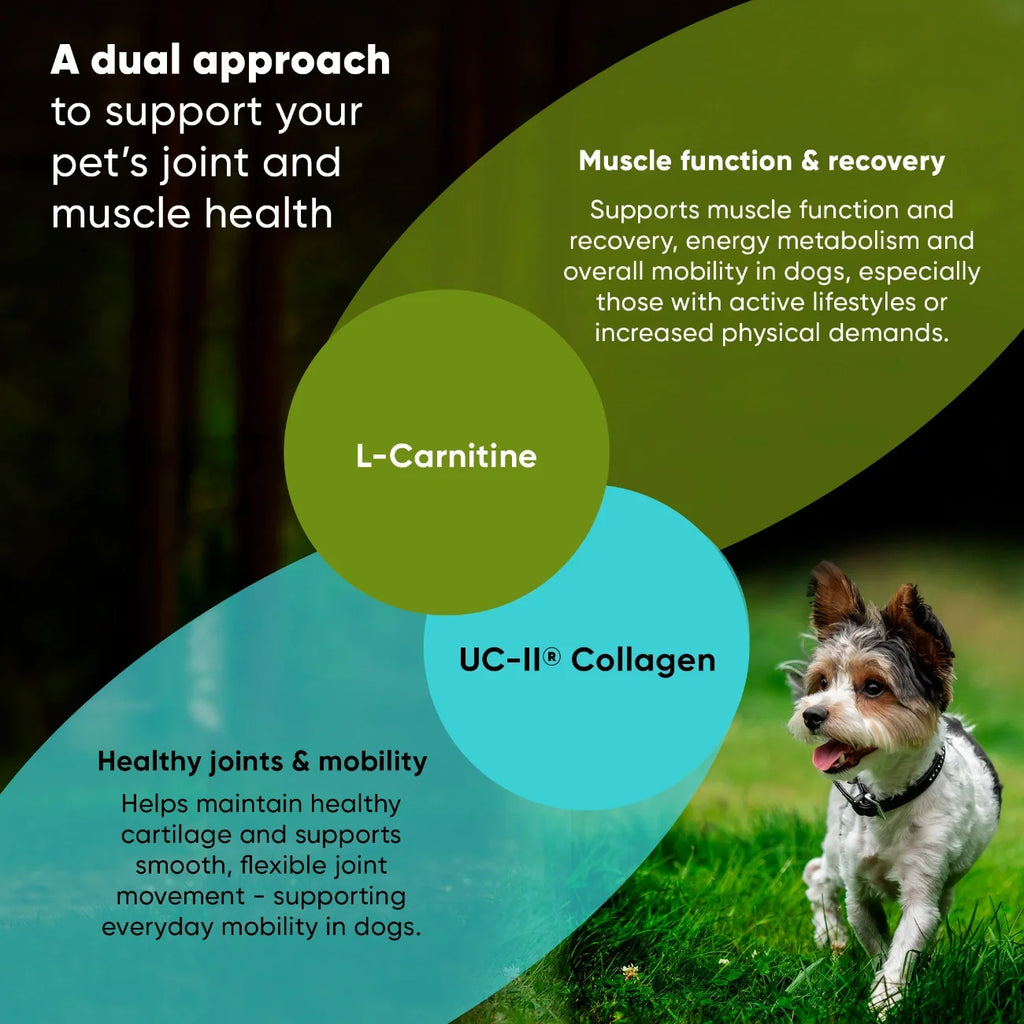 Rooted Owl Joint & Muscle Health capsules with UC-II collagen for small dogs under 30 lb – photo 4 of 9