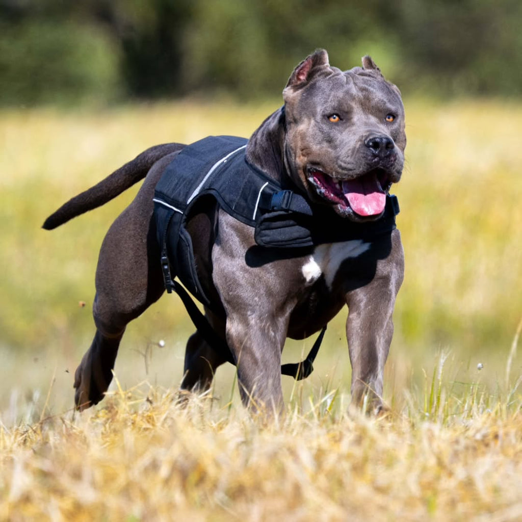 Bestia Dog Sport Weighted Harness – alternate view 6