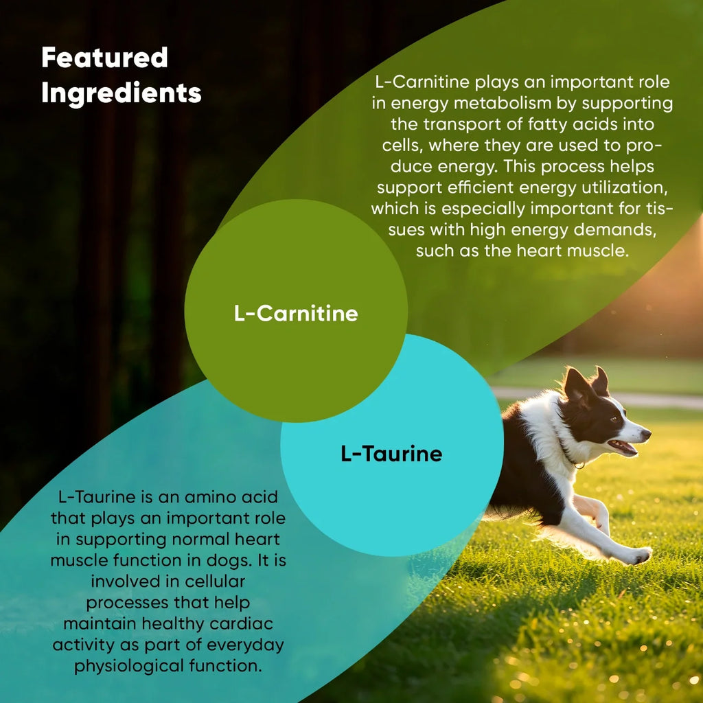 Rooted Owl Cardio Support supplement for dogs – photo 4 of 9