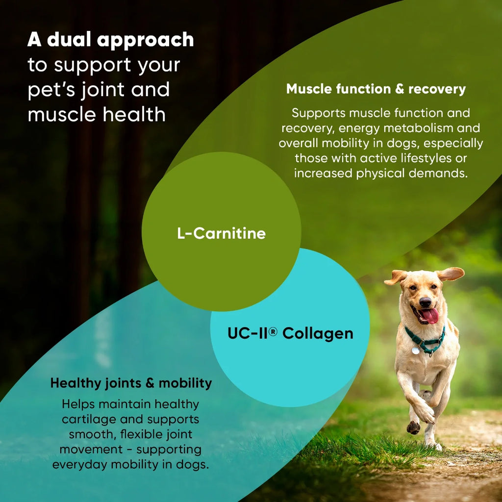 Rooted Owl Joint & Muscle Health capsules with UC-II collagen for medium and large dogs – photo 4 of 9
