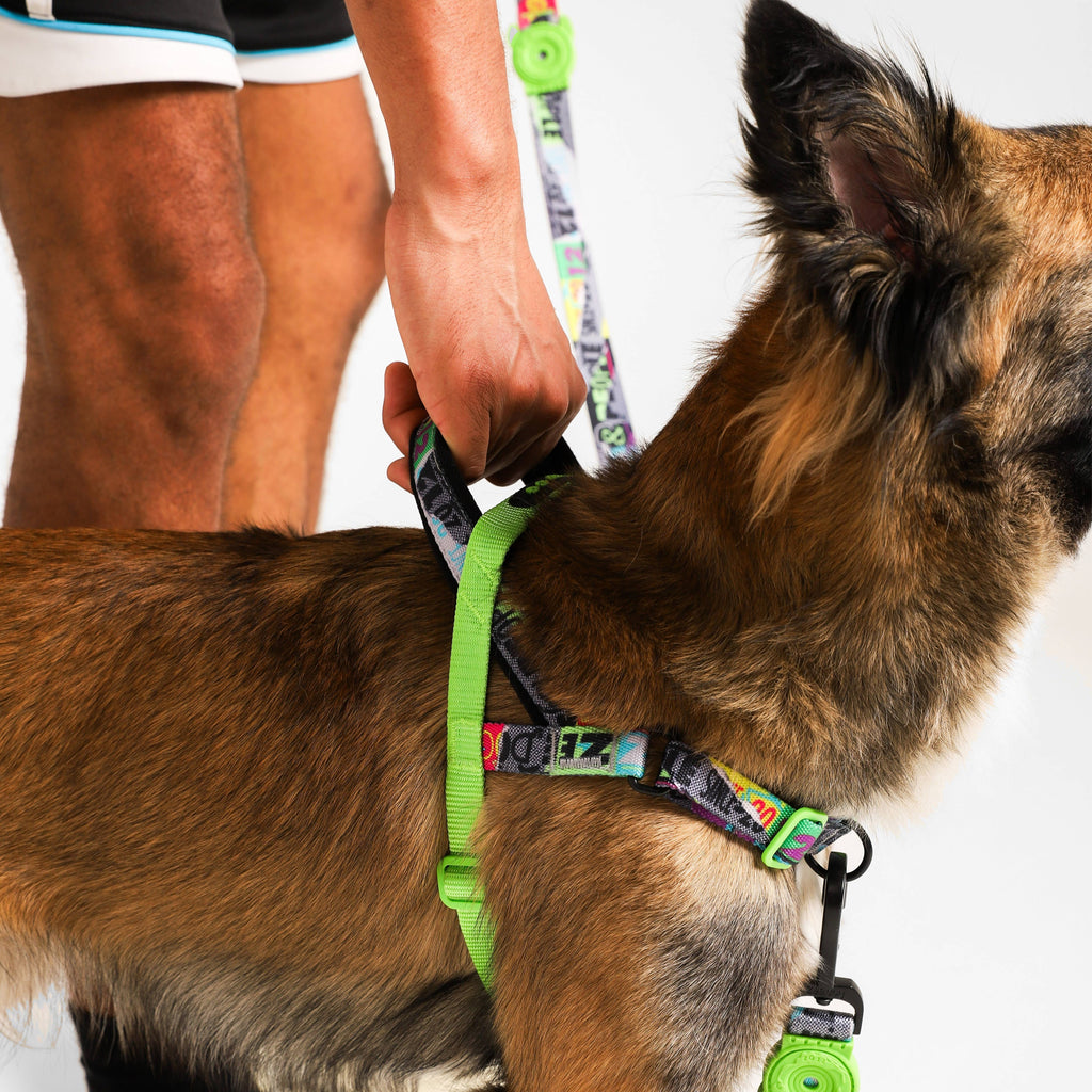 Manifesto SofterWalk Dog Harness – alternate view 3