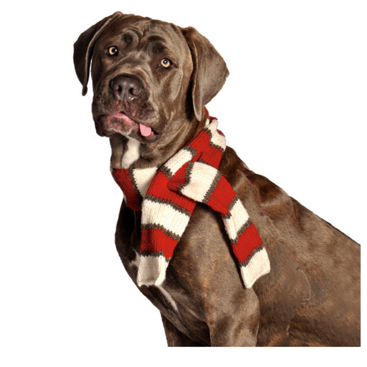 Red and White Striped Pet Scarf Candy Cane Wool – photo 3 of 3