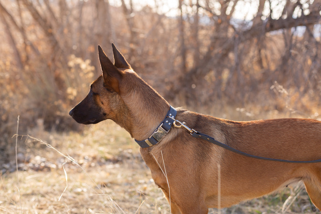 Modern Style Leather Dog Leash – alternate view 12